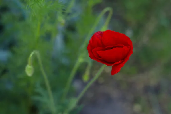 Yeşilliğin arka planına karşı yukarıdan çekilen haşhaş çiçeği