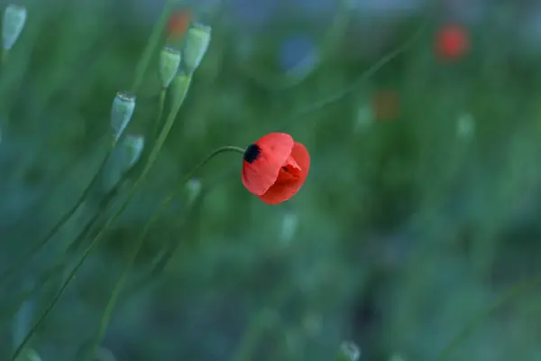 Hafif açık yeşil arka planda küçük gelincik çiçeği