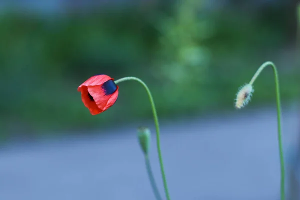 Yumuşak, yeşil, bulanık arka planda haşhaş çiçeği