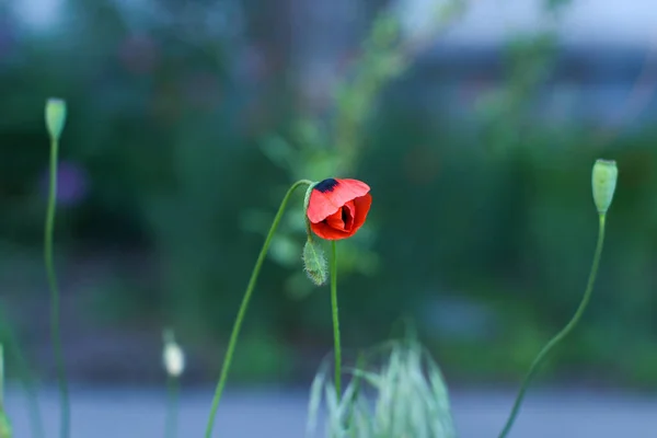 Flor Papoula Que Abraça Botão Papoula — Fotografia de Stock