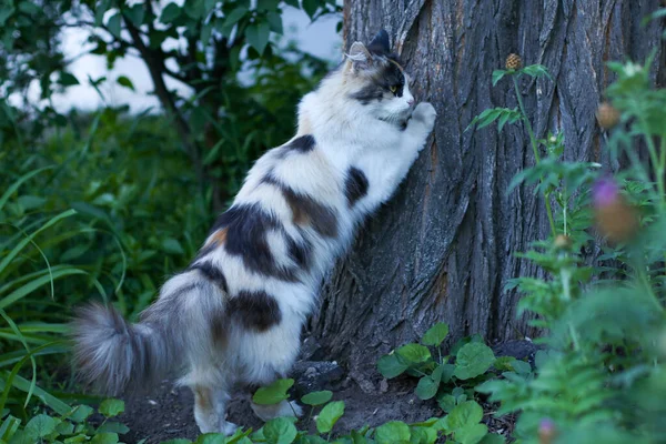 Üç renkli tüylü kedi ağaç gövdesinde pençelerini uzatıyor. Etrafı yeşillik ve çiçeklerle çevrili.