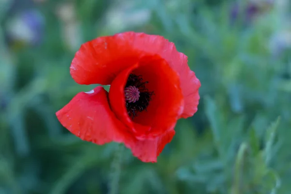 Açık gelincik çiçeği yeşilliğin arka planında yakın plan çekimleri