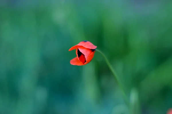 Çerçevenin Ortasında Açık Yeşil Bulanık Arkaplanda Küçük Gelincik Çiçeği — Stok fotoğraf