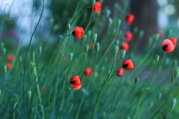 Küçük gelincik çiçekli çayır tek yöne bakıyor.