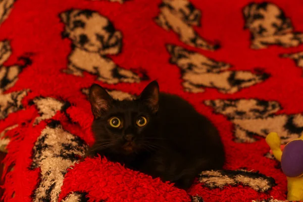 Sarı gözlü siyah wat boyalı siyah ve beyaz köpekli kırmızı bir ekoseye bakıyor.