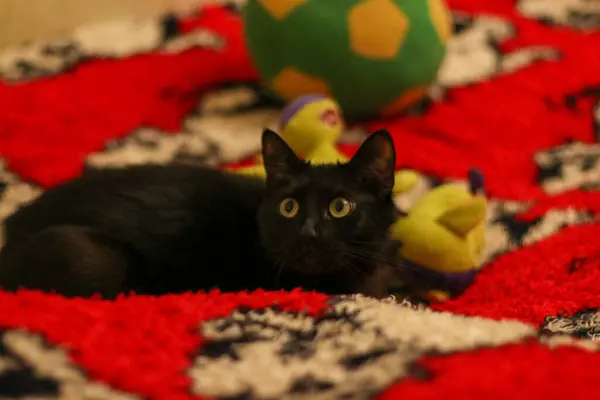 Sarı gözlü siyah bir kedi, yeşil bir oyuncak ve sarı bir eşkenar dörtgen içinde yeşil bir top taşıyan kırmızı bir yorganın üzerinde sola bakar.