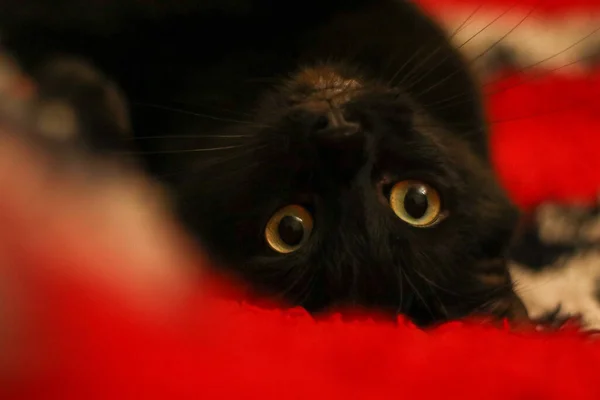 Sırtüstü uzanmış sarı gözlü siyah bir kedinin kafası. Kırmızı bir örtüye yakın çekim.