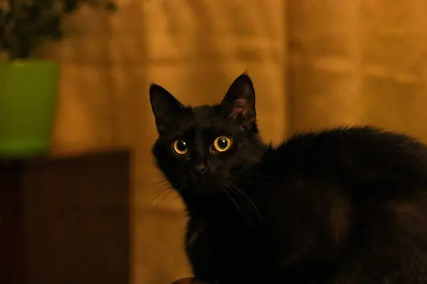 Sarı gözlü kara kedi turuncu perdelerin arkasında sana bakıyor.