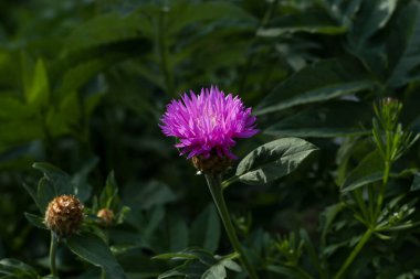 Yaprakların bulanık arkaplanlı, tomurcuk desenli, güzel mor bir çiçek.