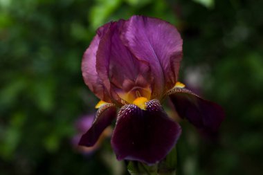 Sarı zambak çiçekli güzel bir mor. Yeşilliğin arka planında yakın plan çekimi.