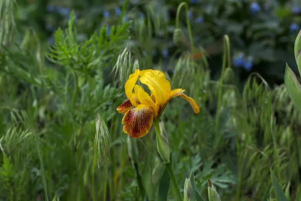 Kırmızı zambak çiçekli sarı, yandan yeşil çimen arkaplanına vuruyor.
