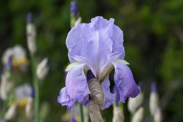 İris tomurcuklarının arka planında leylağın güzel çiçekleri.