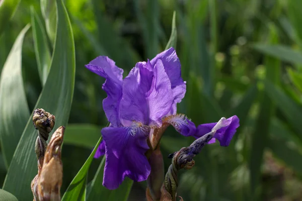 Mor zambak çiçeği yeşilliğin arka planında tomurcuğa yakın bir görünüm ile