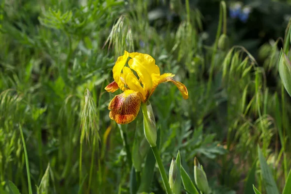 Kırmızı zambak çiçekli sarı, yandan yeşil çimen arkaplanına vuruyor.