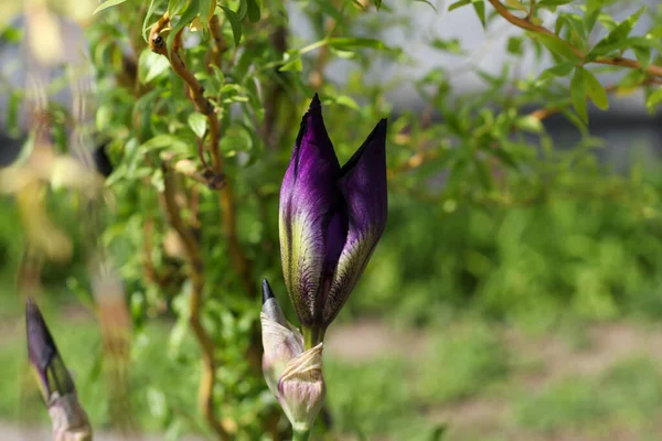 Mor zambak tomurcuğu. Söğüt dalları yukarıda ve arka planda.