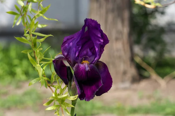 Sarı dallı mor zambak çiçeği ve bir ağaç gövdesinin arka planında söğüt dalı.