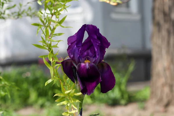 Sarı, orta ve söğüt dallı mor iris çiçeği.