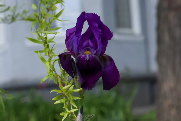 arka plan, güzel, güzel, güzel, parlak, kelebek, yakın plan, renk, renk, çiçek, bahçe, yeşil, doğal, doğa, açık hava, bitki, kırmızı, bahar, yaz, vahşi, sarı