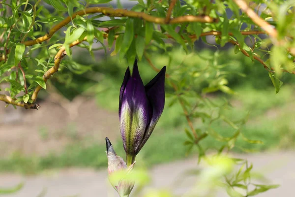 Mor zambak tomurcuğu. Üstünde söğüt dalları var.