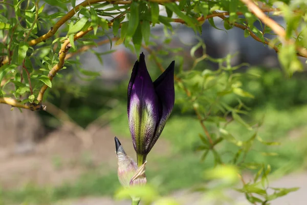 Mor zambak tomurcuğu. Üstünde söğüt dalları var.