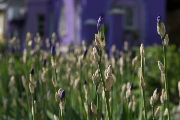 Üflenmemiş mor iris çiçekleri