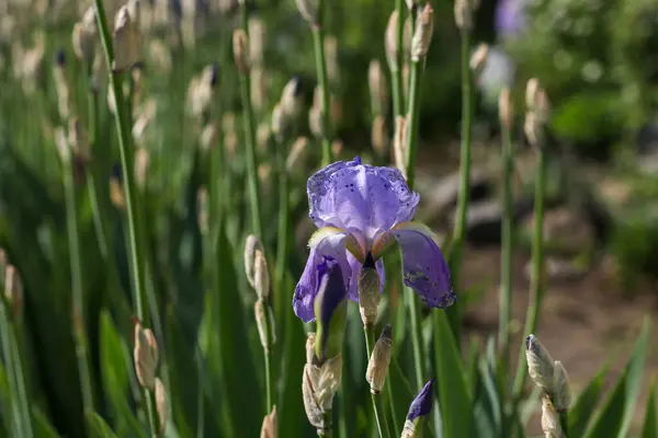 İris tomurcuklarının arka planında güzel leylak çiçekleri