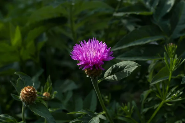 Yaprakların bulanık arkaplanlı, tomurcuk desenli, güzel mor bir çiçek.