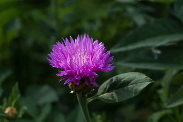 Yaprakların bulanık arkaplanına sahip güzel, mor bir çiçek.