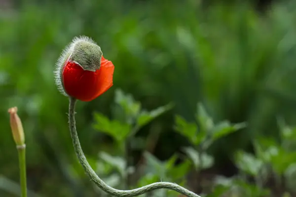 Kırmızı gelincik çiçekli güzel tomurcuk yakın plan bulanık arka plan