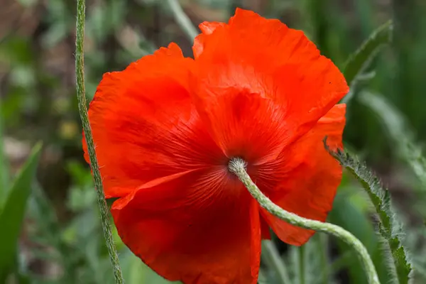 Güzel, yemyeşil, kırmızı gelincik çiçeği. Arka planı bulanık, dikiz aynasını kapat.