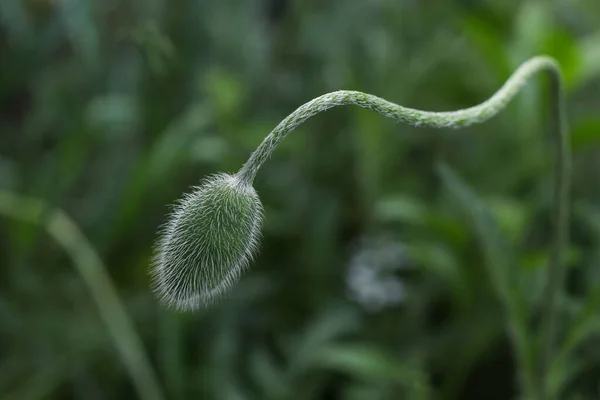 Açılmamış gelincik çiçeği tomurcuğu, vurgulanmış kıllar yakın plan, bulanık arkaplan