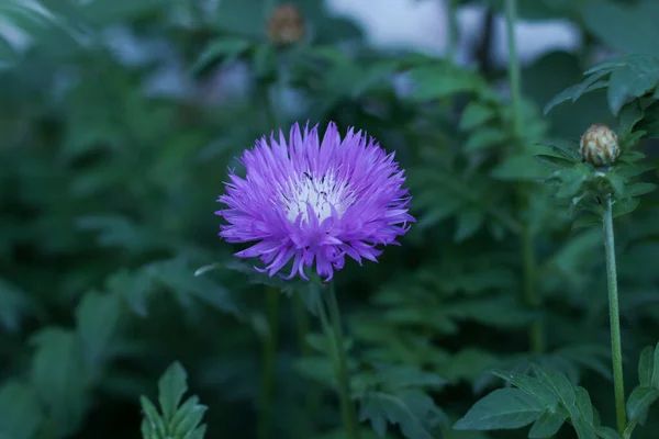 Arkaplanda yaprakları ve tomurcukları olan güzel leylak çiçekleri