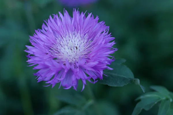 Güzel leylak çiçekleri, yaprak ve bulanık arkaplan ile kaplıdır.