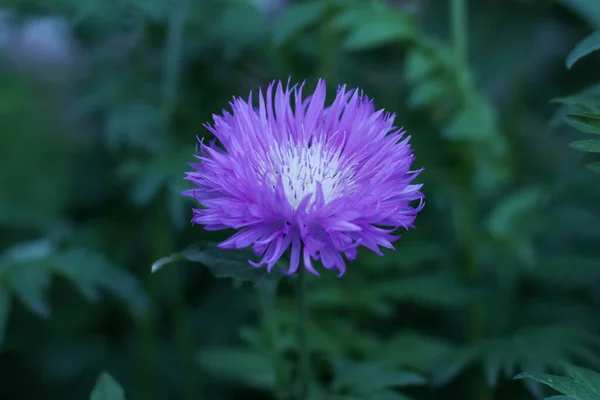 Yaprakları ve bulanık arkaplanı olan güzel leylak çiçekleri.