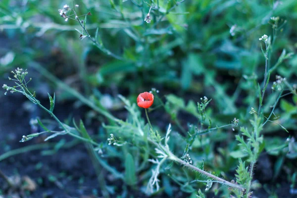 Yeşil manzaralı küçük kırmızı haşhaş çiçeği.