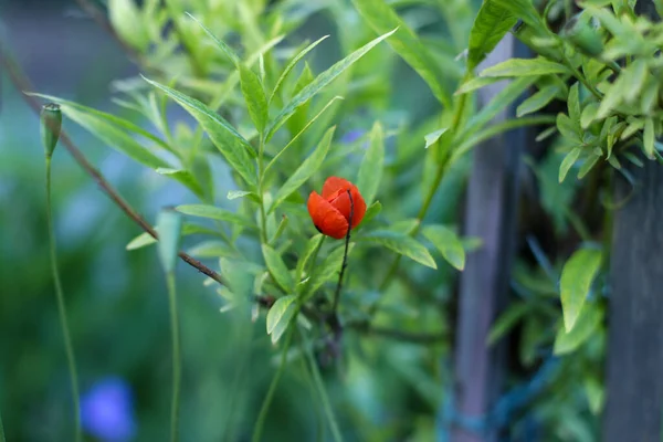 Yaprakları ve bulanık arkaplanı olan küçük kırmızı gelincik çiçeği..