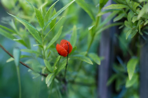 Yeşil yapraklı küçük kırmızı gelincik çiçeği. Yakın plan ve bulanık arkaplan.