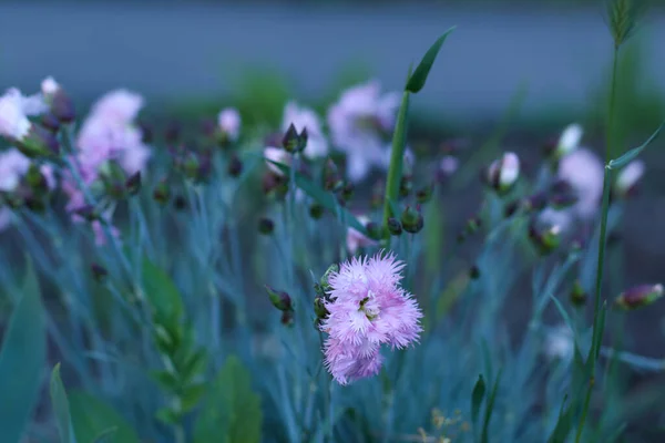 Çimenlerin ve diğer çiçeklerin arka planında narin pembe bir çiçek