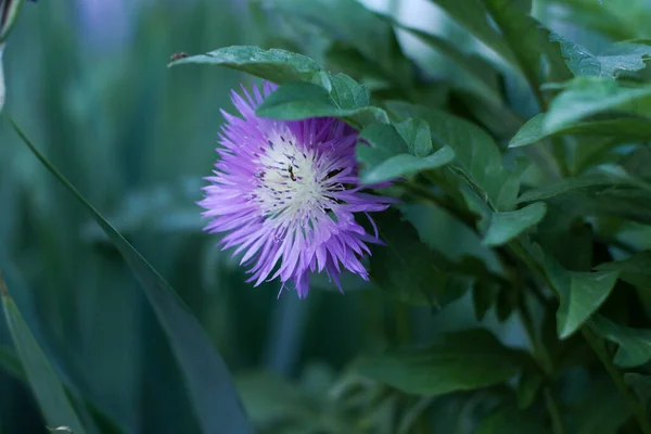 Yapraklı iki karıncalı güzel leylak çiçeği.