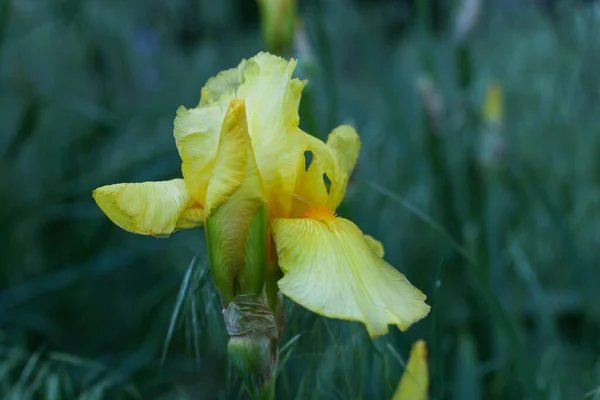 Güzel iris çiçeği yeşilliğin arka planında yakın çekim yapar.