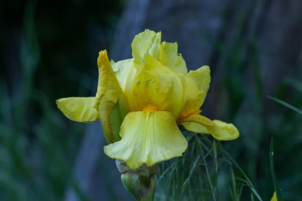 Güzel sarı süsen çiçeği, bir ağaç gövdesine yakın plan.
