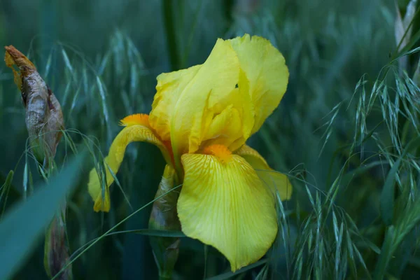 Güzel iris çiçeği yeşilliğin arka planında yakın çekim yapar.