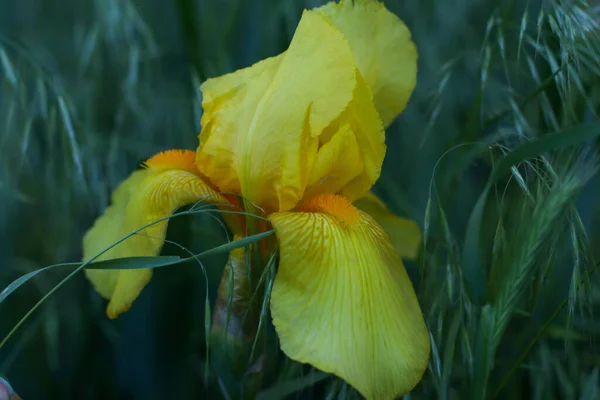 Güzel iris çiçeği yeşilliğin arka planında yakın çekim yapar.