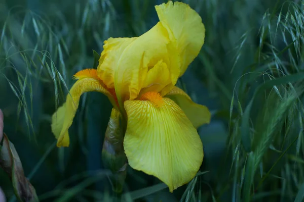 Güzel iris çiçeği yeşilliğin arka planında yakın çekim yapar.