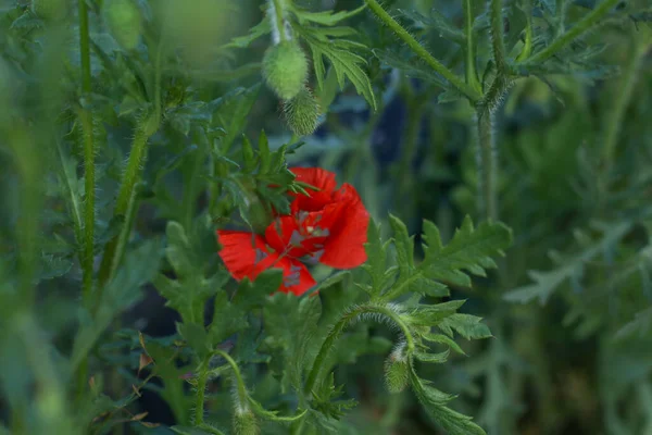 Güzel kırmızı gelincik çiçeği yeşilliğin arka planında yaprakların arkasında saklanıyor.