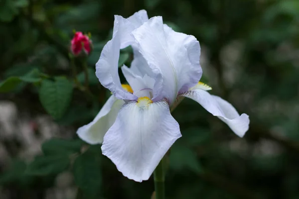 Güzel beyaz iris çiçeği yeşilliğin arka planında yakın çekim yapar.