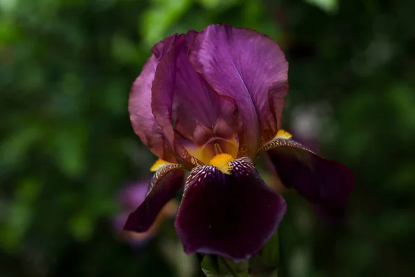 Sarı zambak çiçekli güzel bir mor. Yeşilliğin arka planında yakın plan çekimi.