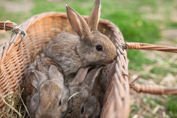 Drie Bunnies in mand platteland Stockafbeelding