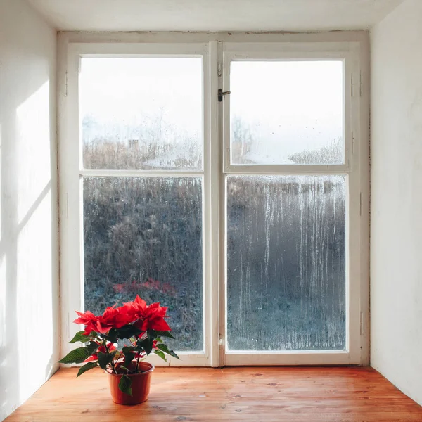 Plano grande de flores rojas en el alféizar de la ventana congelada Imágenes De Stock Sin Royalties Gratis