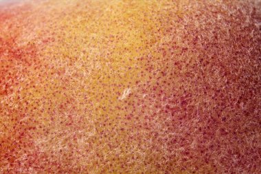 Şeftali derisi mikroskop altında görünüyor.